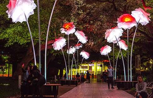 Coloured Peonies · Carrer dels Almogàvers