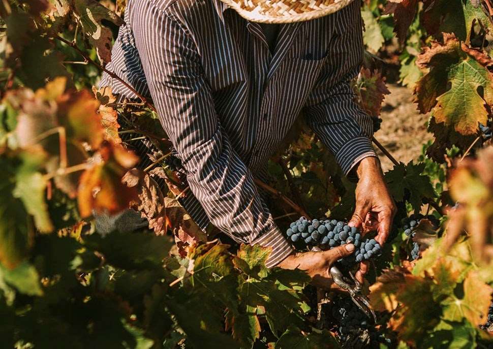 Celler Masroig · Priorat