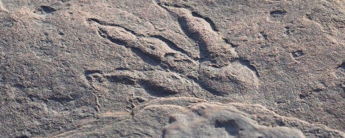 Viatja al passat i camina entre dinosaures al Parc Cretaci d'Isona