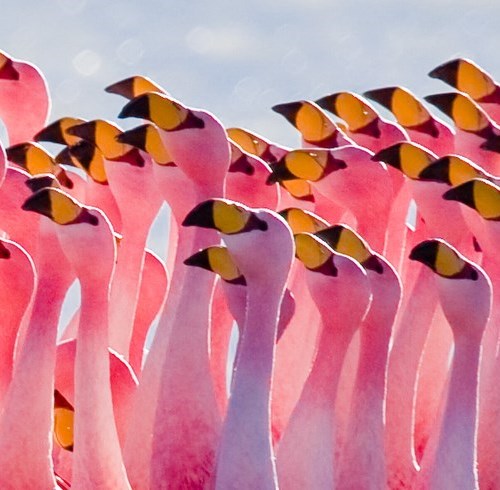 Flamingos